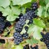 Lese beginnt: Guter Ertrag: Winzer erwarten gute Weinlese in Brandenburg