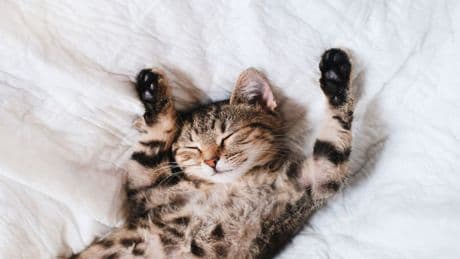 Kaum zu glauben: Dieser Alltagsgegenstand sorgt bei jeder Katze für pure Entspannung