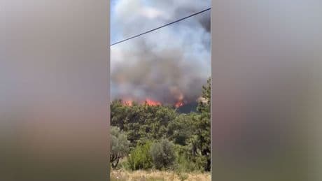İzmir Bornova'da orman yangını: Buca'ya da sıçradı