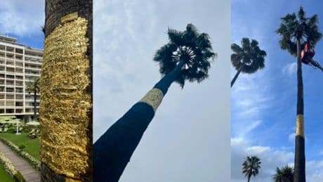 Festival de Cannes : la Croisette s’offre un palmier en or de vingt mètres de haut pour les 70 ans de la palme