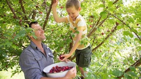 Unique and rare fruit tree offers two plum varieties for the price of one