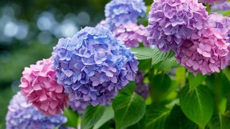 Garten: Simples Hausmittel lässt Hortensien blühen