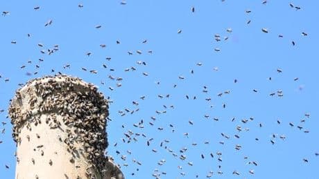 Suburb terrorised by 'monsoon of bees' as one million swarm their homes for six months