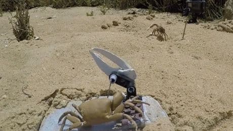 Robotlar ve canlılar arasında savaş başladı: Robot yengeç parçalara ayrıldı