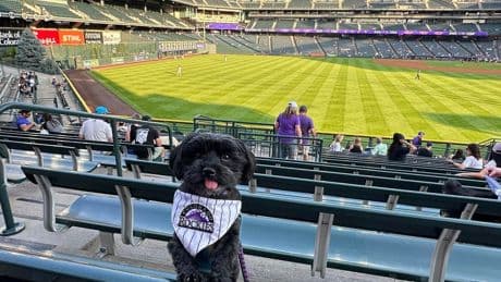 ‘Bark At The Park’ Proves A Home Run With Dog-Loving Rockies Fans