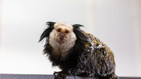 Monkey found in Scots home being kept as 'novelty' pet in bird cage