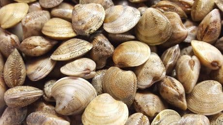 Molluschi, Regione Veneto in campo per la crisi Cam