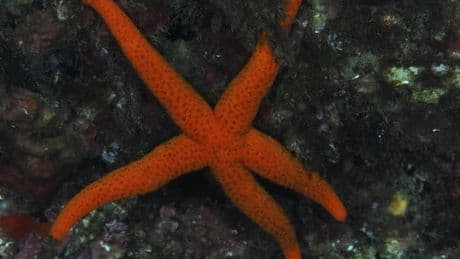 Massensterben im Meer: Forscher finden Grund für Seestern-Schwund