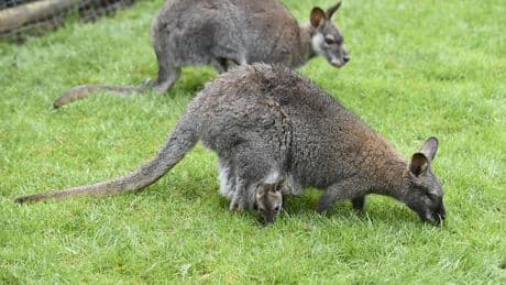 Belgique : deux wallabies s’échappent de leur enclos, et suscitent l'émoi jusqu’à Lille