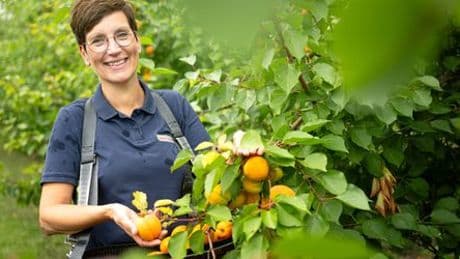 Klimakrise: Obstbauern in Deutschland setzen verstärkt auf Aprikosen, Pfirsiche und Nektarinen