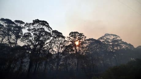 "Dévorée par les moustiques": une touriste allemande retrouvée après 12 jours perdue dans la brousse en Australie