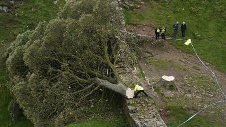 The ‘bully’ and the ‘silly man with silly ideas’: How Sycamore Gap fellers brought shame on tight-knit communities