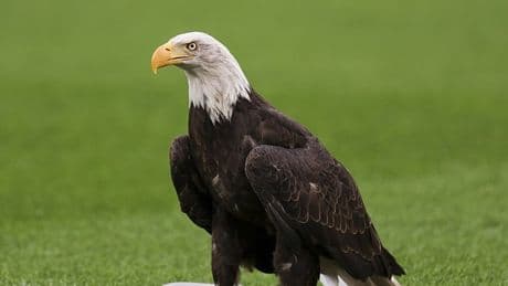 Kartal uçuruldu