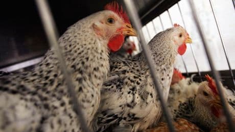 Loss Of MRNA, Bird Flu Vaccines Threatens Our Biosecurity