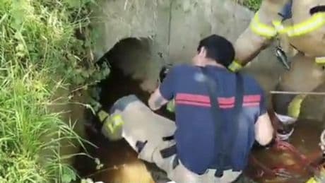 La complicada labor de los Bomberos de Bizkaia para rescatar a un perro atascado en una tubería en Amorebieta