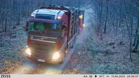 76-Jähriger erwischt! - Hier rast ein Holzdieb mit Laster aus dem Wald