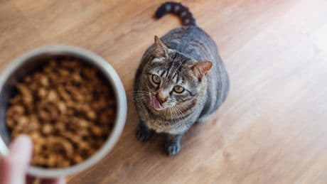 Tierärzte warnen: Darum sollten Sie Ihre Katze nicht nur zweimal am Tag füttern