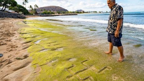 Mystery petroglyphs dating back at least 500 years reappear on public beach