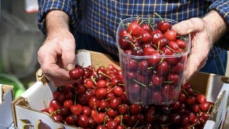 En este pueblo este fin de semana olerás, verás y tocarás... cerezas
