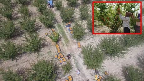 Avrupa Mersin'e kilitlendi! Dalından 50 TL’ye satılıyor, ihracat rekoru kırıyor: Dünyanı  dört bir yanına gönderiliyor