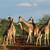 Van één naar vier giraffensoorten: wetenschappers delen giraffen opnieuw in en dat heeft grote gevolgen voor het natuurbehoud
