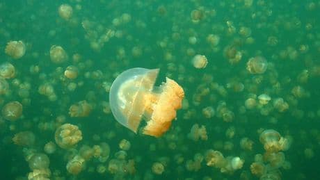 Una laguna en Palaos acoge millones de medusas doradas mientras su fondo permanece cargado de gas letal