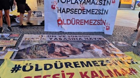 Dikili’de toplatılan sokak hayvanları nakil sırasında sıcaktan öldü