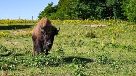 Tierischer Polizeieinsatz: Junge Bisons entlaufen - Großeinsatz in der Oberpfalz
