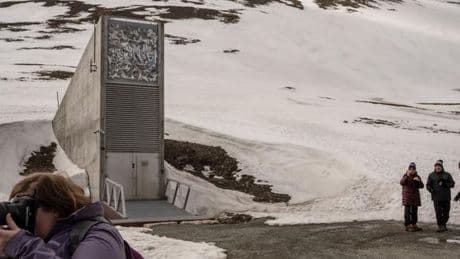 Au cœur de l’Arctique, l’« arche de Noé du végétal » accueille de nouvelles semences
