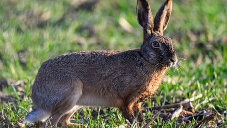 Hasenpest in Berlin: Zecken könnten Erreger übertragen haben
