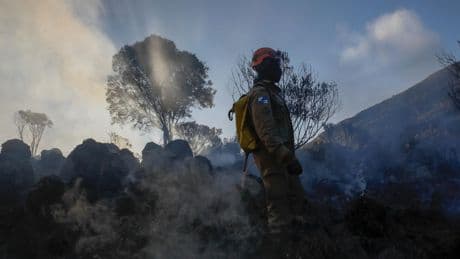 18 terrains de foot par minute : la destruction des forêts tropicales atteint un niveau record