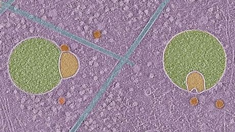 ¿Cómo es posible? Analizan células humanas y descubren una estructura nunca antes vista