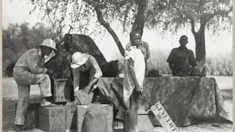 « Mission Dakar-Djibouti (1931-1933) : contre-enquêtes » : le pillage colonial de la France en Afrique enfin révélé au musée du Quai Branly