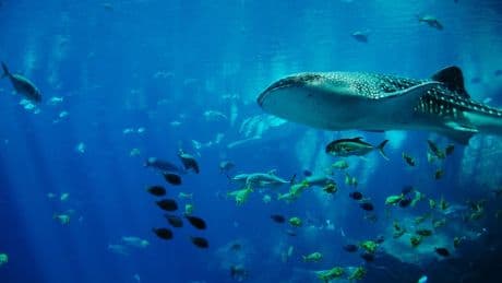 Exploitation des fonds marins : « Trump jette un pavé de plus sur les organisations multilatérales »