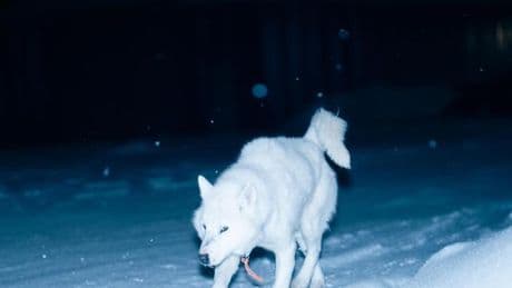 Hundeschlittenrennen in Grönland: Wo die Hunde wie Wölfe heulen
