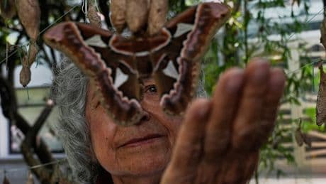 Moths the size of human hands successfully mate inside Mexico museum
