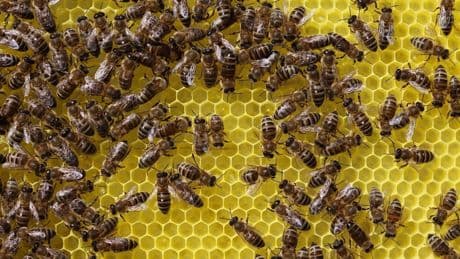 Kanada: Tausende Bienen überfallen Geschäft