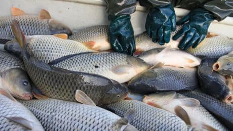 Une production multipliée par 15: l’élevage de poissons et crustacés s’impose devant la pêche