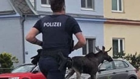 Tier streift durch Österreich - Elch Emil bekommt E(lch)skorte