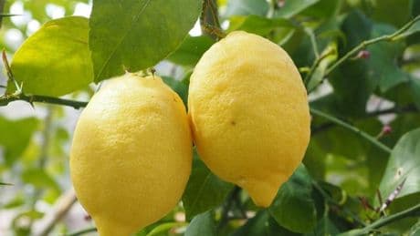Frutas y verduras frescas son este verano un 18% más caras, según la OCU
