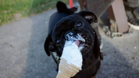 España es cada vez más un país de mascotas que de niños. Así que la industria del helado está apostando por los perros