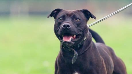 Dog mauled police officer and left him 'screaming in pain' as owner ran away