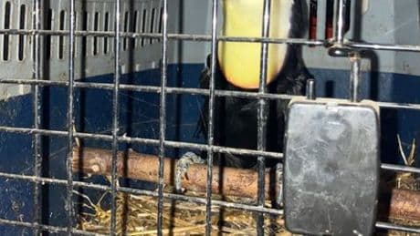 Hannover: Autobahnpolizei entdeckt exotische Tiere in rumänischem Transporter
