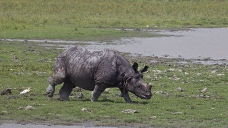 Sudafrica, iniettano materiale radioattivo nei rinoceronti: il piano dei ricercatori contro il bracconaggio