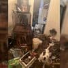 Amerikaanse politie treft ‘gruwelijke taferelen’ aan in huis met baby: tientallen dieren en uitwerpselen