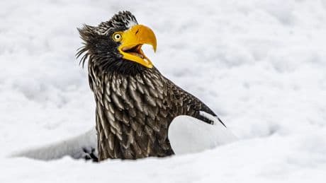 Animales que te sacarán una sonrisa: las fotos más divertidas de los Comedy Wildlife Photo Awards 2025
