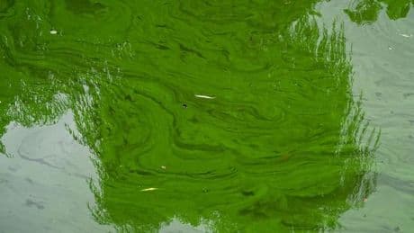 Badegewässer: Giftige Blaualgen am Stadtparksee in Hamburg-Nord entdeckt