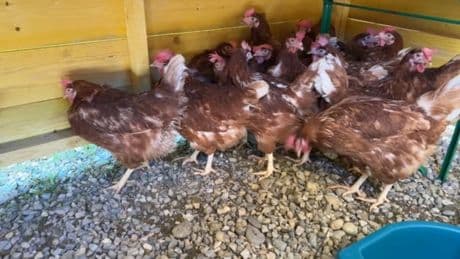 Mions: des poules, sauvées de l'abattoir, offertes aux habitants avec jardin