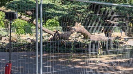Tree that killed child ‘was held up by supports for decades’