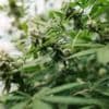 UK claims 90% drop in mail-order cannabis from Thailand